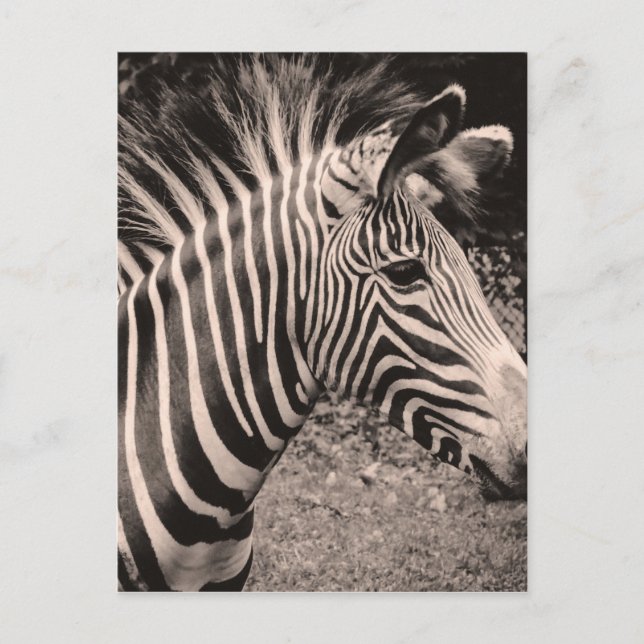 Zebra Postkarte (Vorderseite)