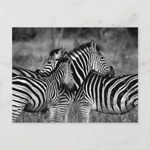 Zebra Postkarte