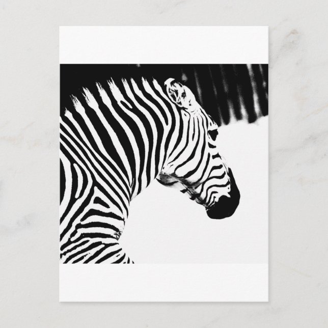 Zebra Postkarte (Vorderseite)