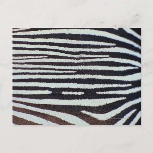 Zebra Postkarte (Vorderseite)