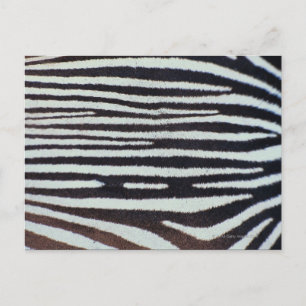 Zebra Postkarte