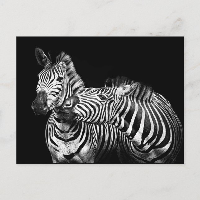 Zebra Postkarte (Vorderseite)
