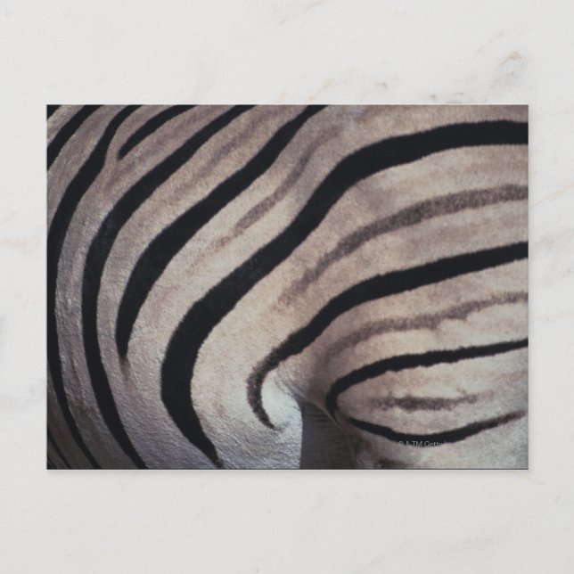 Zebra Postkarte (Vorderseite)