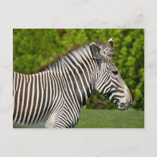 Zebra Postkarte