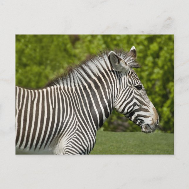 Zebra Postkarte (Vorderseite)