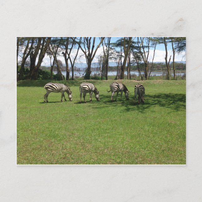 Zebra Postkarte (Vorderseite)