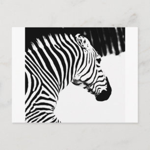 Zebra Postkarte