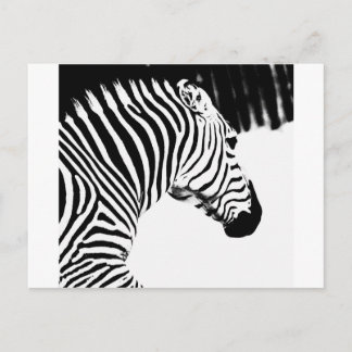 Zebra Postkarte