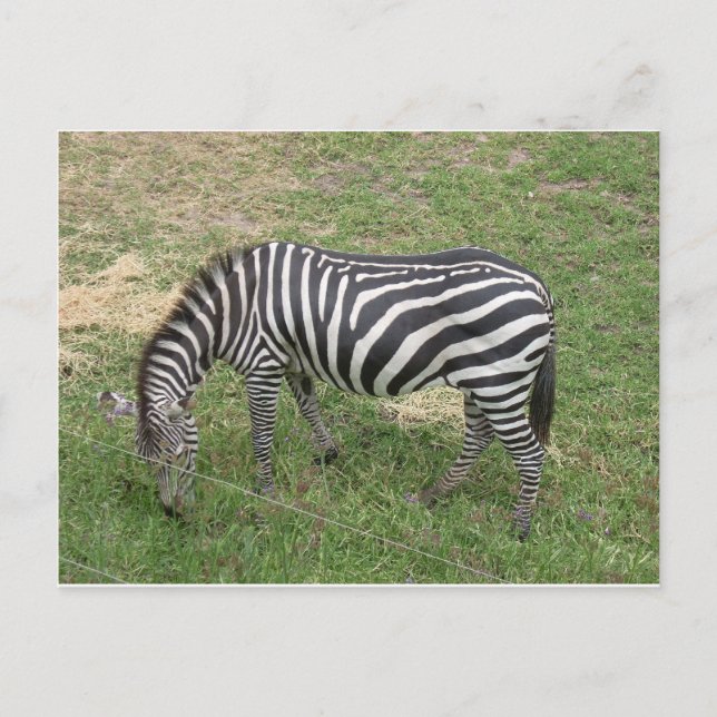 Zebra Postkarte (Vorderseite)