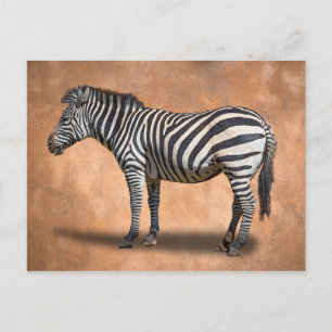 ZEBRA POSTKARTE