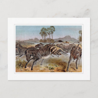 Zebra Postkarte