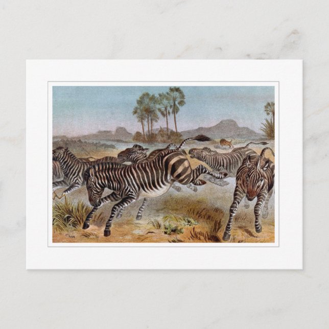 Zebra Postkarte (Vorderseite)