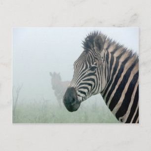 Zebra Postkarte