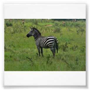 Zebra Print Fotodruck