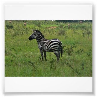 Zebra Print Fotodruck
