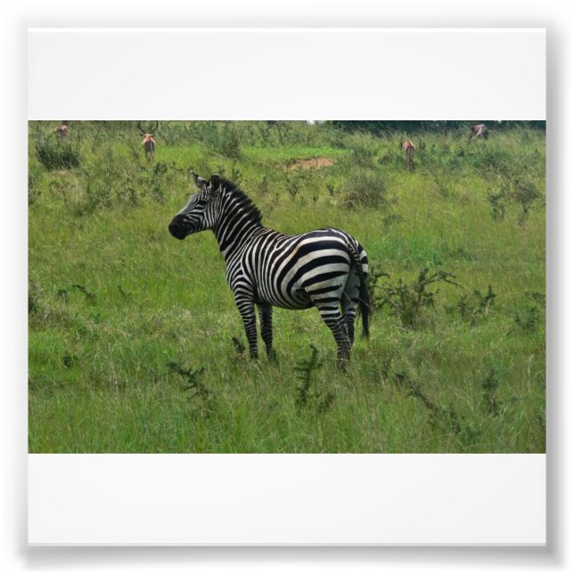 Zebra Print Fotodruck (Vorne)