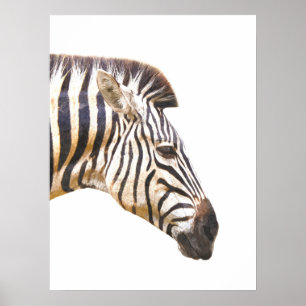 Zebra-Profil Dschungeltierportrait Poster