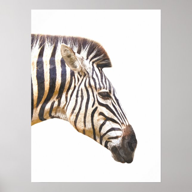 Zebra-Profil Dschungeltierportrait Poster (Vorne)