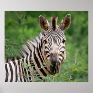 Zebra Profil Poster