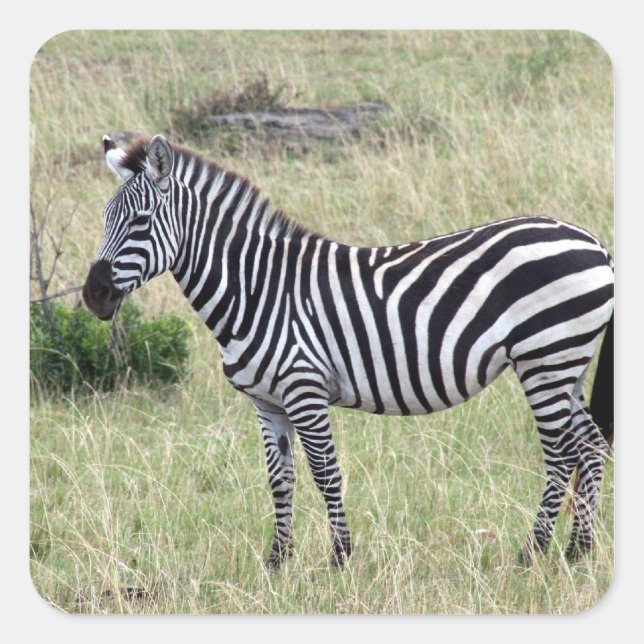 Zebra Quadratischer Aufkleber (Vorderseite)