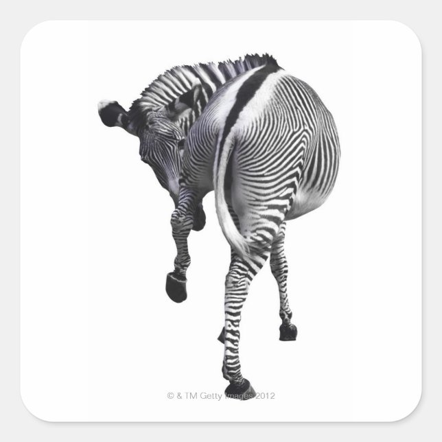 Zebra Quadratischer Aufkleber (Vorderseite)