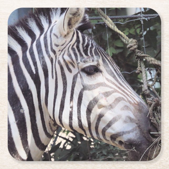 Zebra Rechteckiger Pappuntersetzer (Vorderseite)