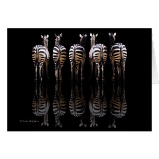 Zebra Reflections