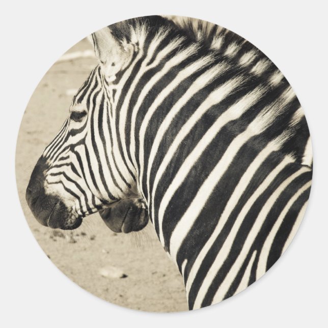 Zebra Runder Aufkleber (Vorderseite)