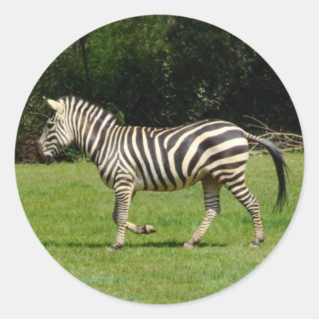Zebra Runder Aufkleber (Vorderseite)