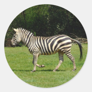 Zebra Runder Aufkleber