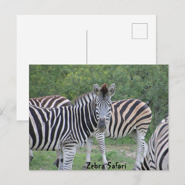 Zebra Safari Afrika Postkarte (Vorne/Hinten)