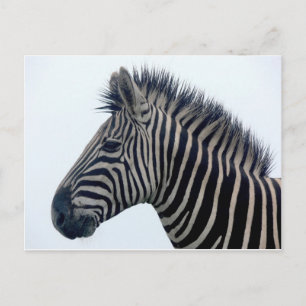 Zebra Safari Niedlich Afrikanisch Elegant Streifen Postkarte