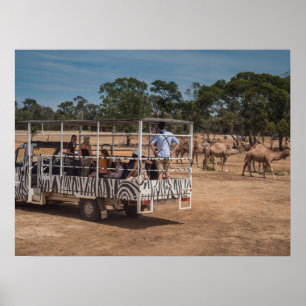 Zebra Safari Tour Truck im Wildlife Park Poster