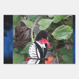 Zebra-Schmetterling Geschenkpapier Set