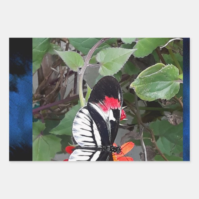 Zebra-Schmetterling Geschenkpapier Set (Vorderseite)