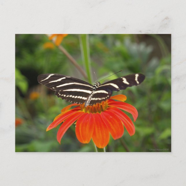 Zebra-Schmetterling Postkarte (Vorderseite)