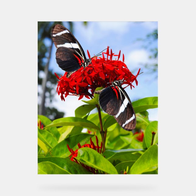 Zebra-Schmetterlinge auf roten Blume Acrylschild (Vorderseite)