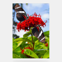 Zebra-Schmetterlinge auf roten Blume
