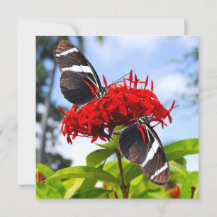 Zebra-Schmetterlinge auf roten Blume Feiertagskarte