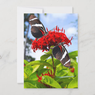 Zebra-Schmetterlinge auf roten Blume Feiertagskarte