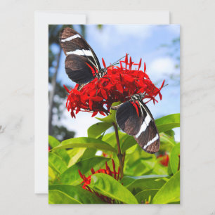 Zebra-Schmetterlinge auf roten Blume Feiertagskarte