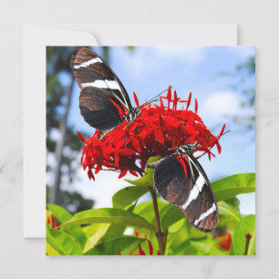 Zebra-Schmetterlinge auf roten Blume Feiertagskarte