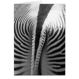Zebra Schwanz