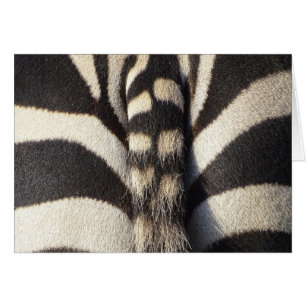 Zebra Schwanz
