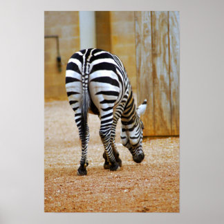 Zebra Schwanz Poster