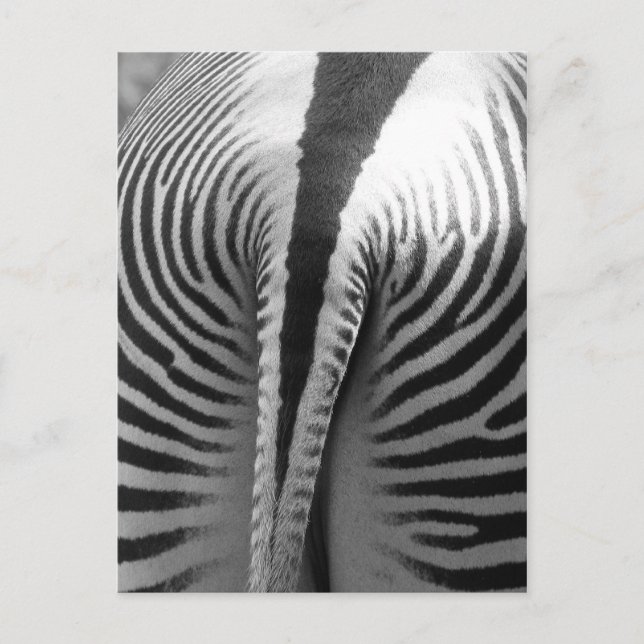 Zebra Schwanz Postkarte (Vorderseite)