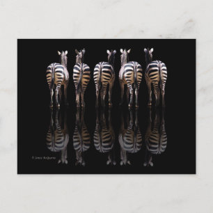 Zebra Schwarz-weiße Streifen Reflektionen Postkarte