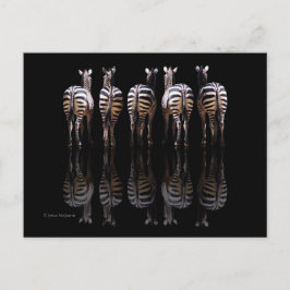 Zebra Schwarz-weiße Streifen Reflektionen Postkarte