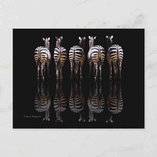 Zebra Schwarz-weiße Streifen Reflektionen Postkarte (Vorderseite)