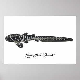 Zebra Shark (Juvenile) Poster